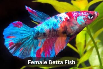 Female Betta Fish