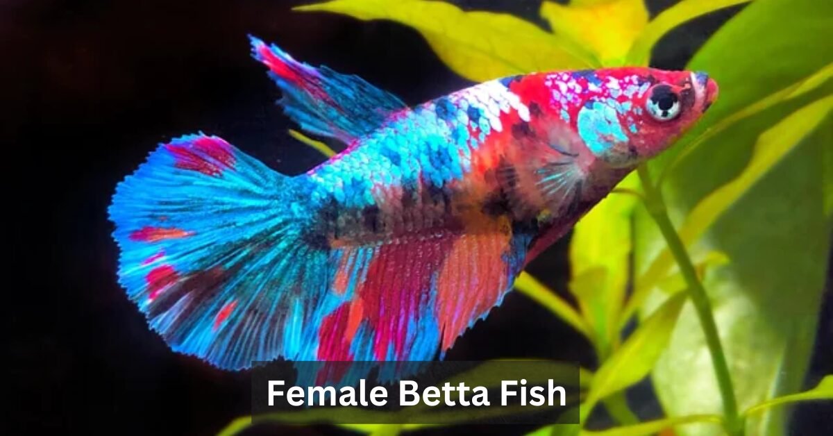 Female Betta Fish