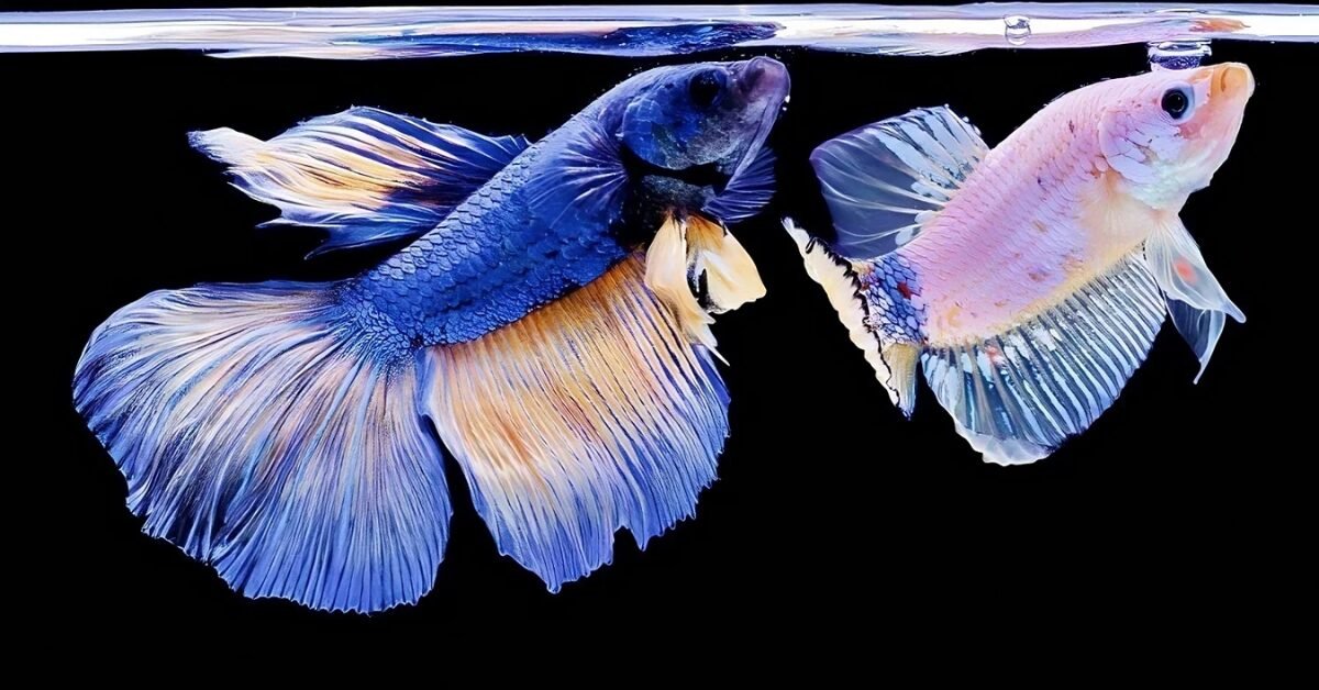 Understanding Female Betta Fish