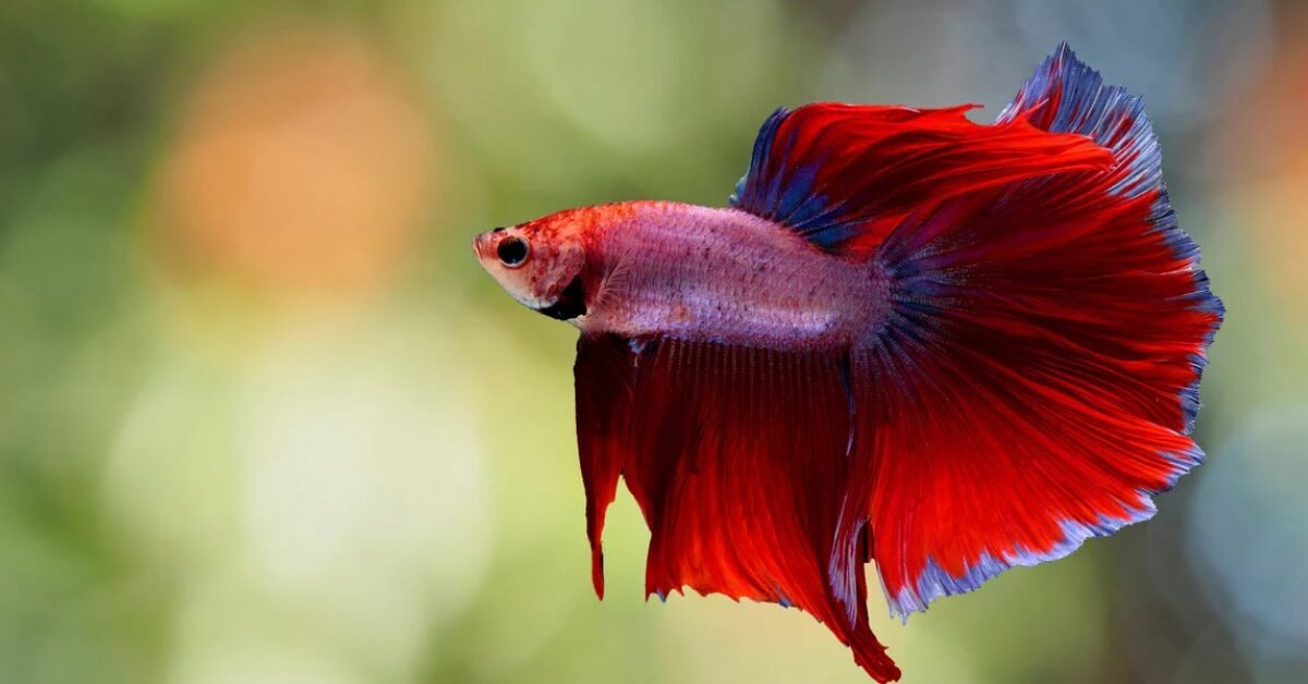 Why Female Betta Fish Make Great Pets