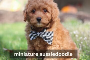 miniature aussiedoodle