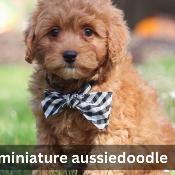 Miniature Aussiedoodle: The Ultimate Family Companion