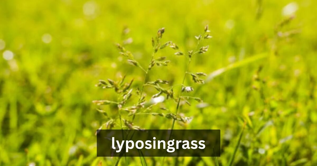 lyposingrass